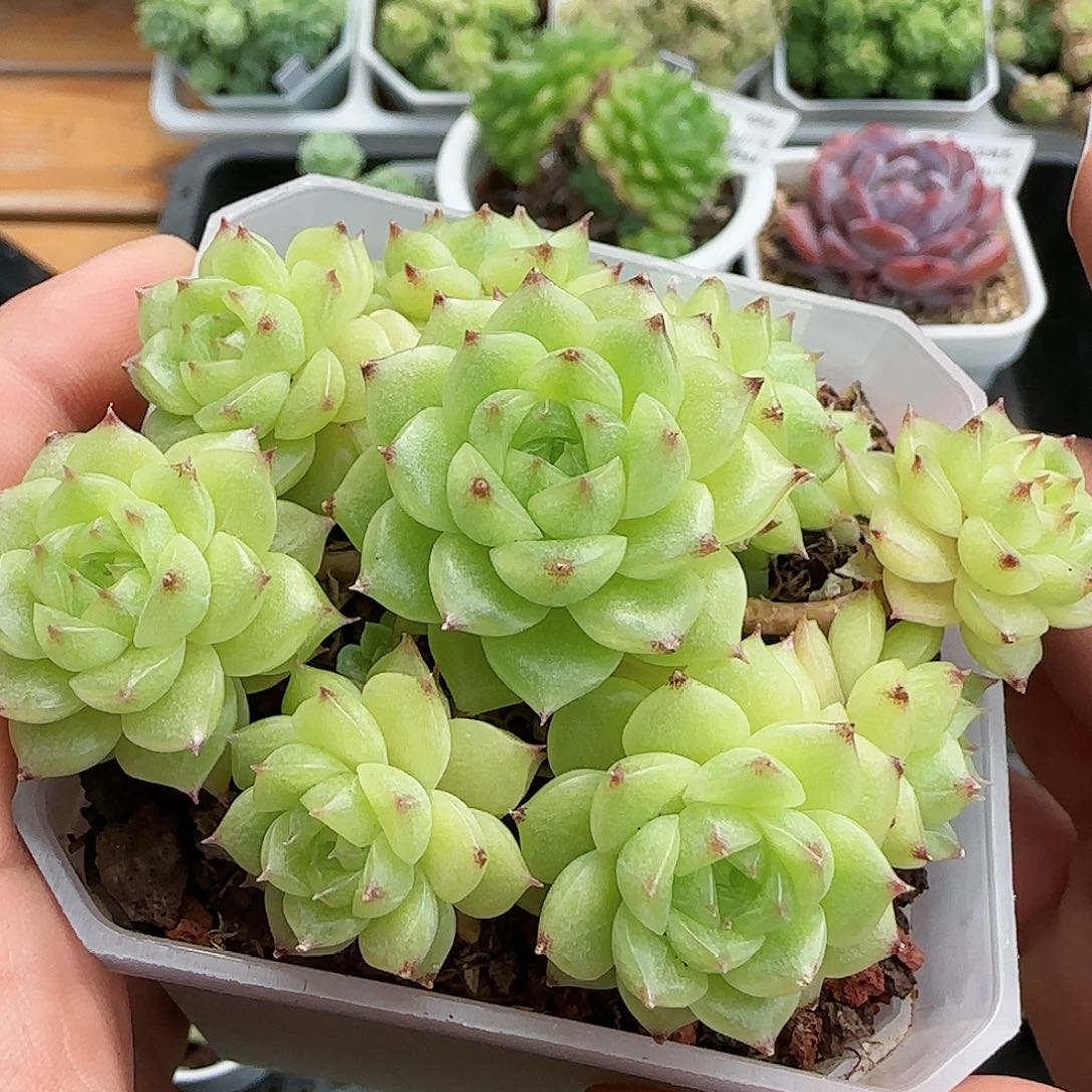 【闪购商品】0817-88包子优选麦杆