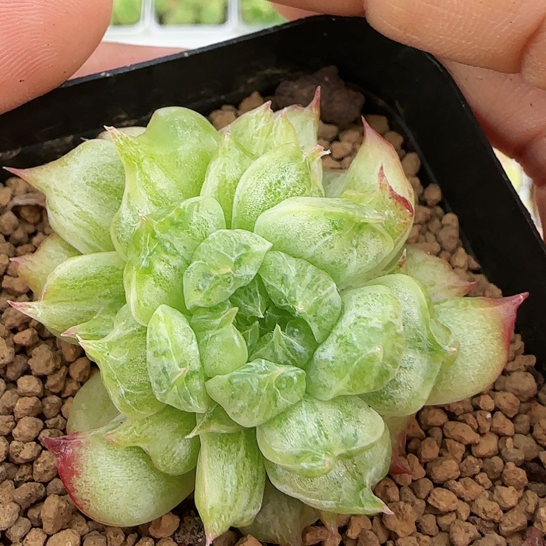 ❣️****【闪购商品】0818-279石化锦