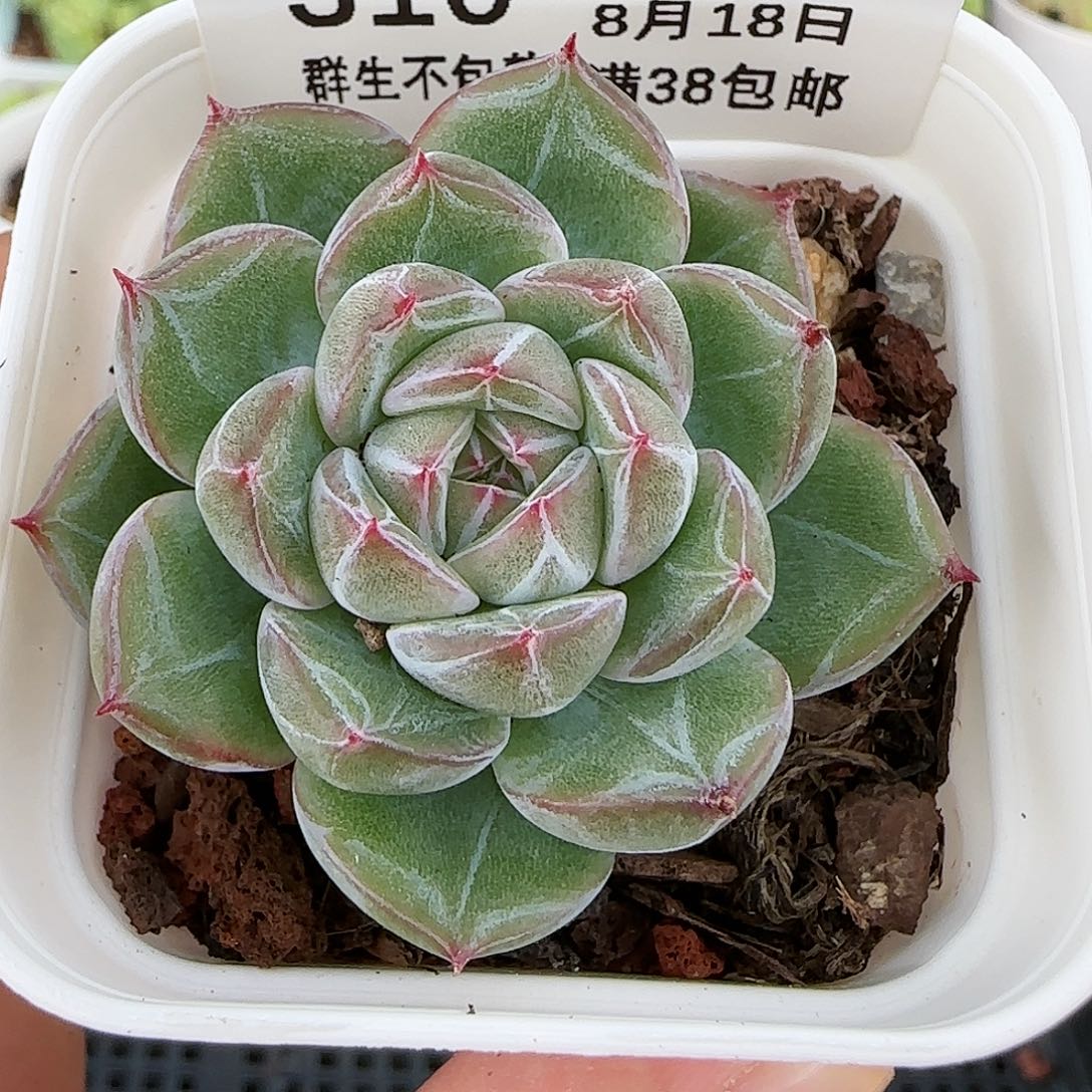 【闪购商品】0818-310雪花珍妮