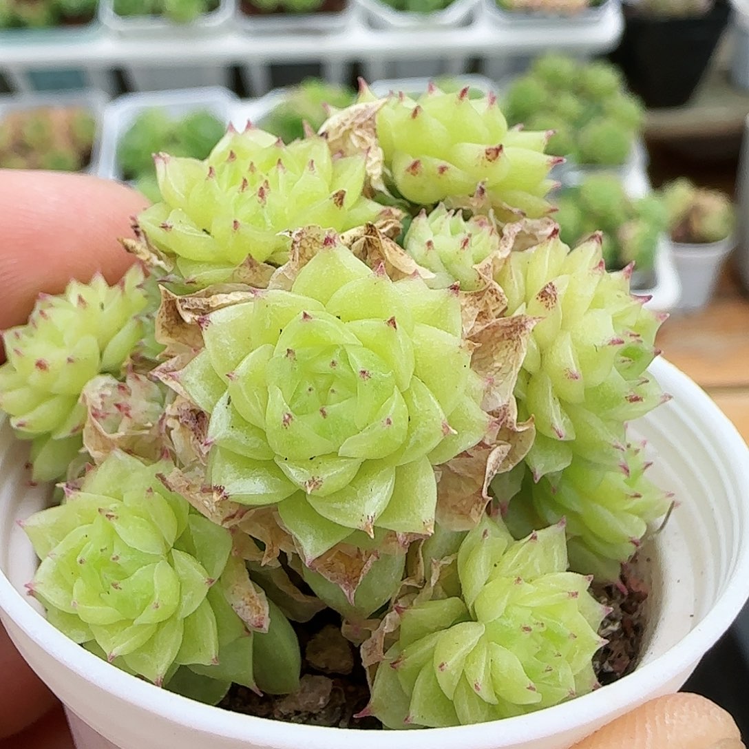 【闪购商品】0730-7玉透麦杆
