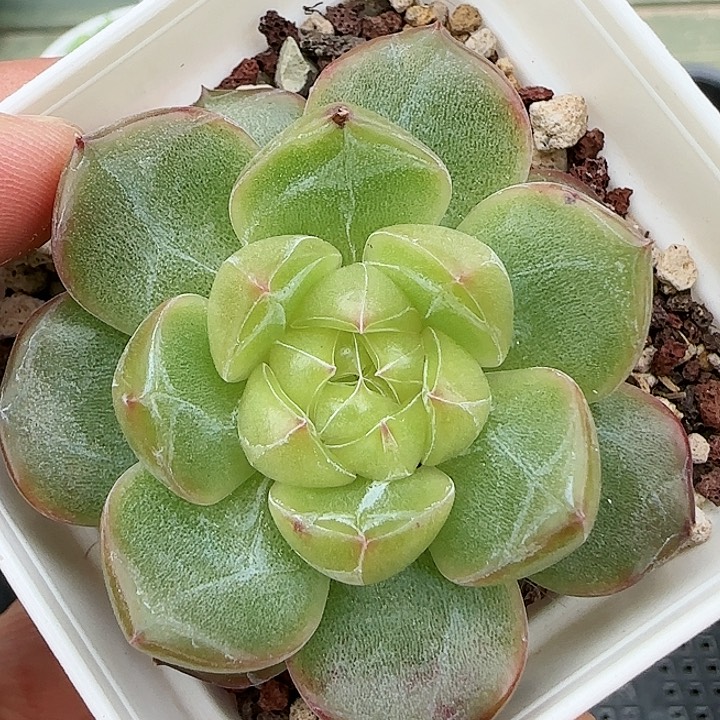 0819-0376钻石珍妮