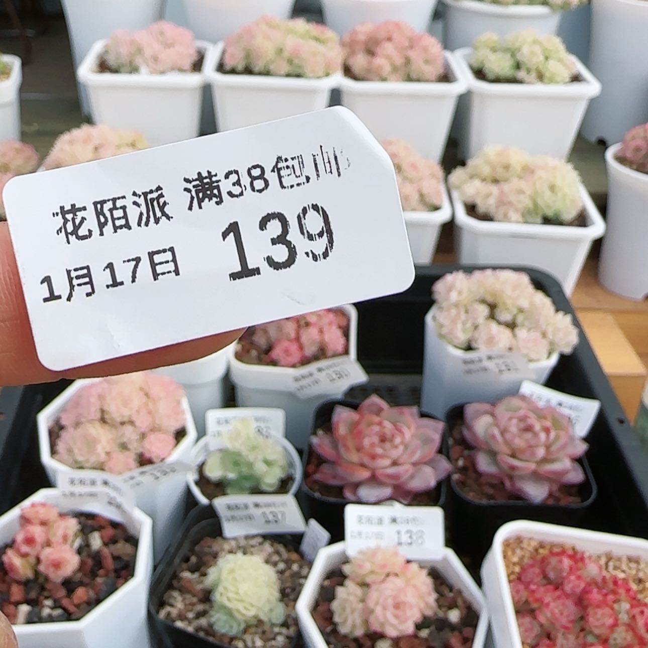 【闪购商品】天****00117-139女王