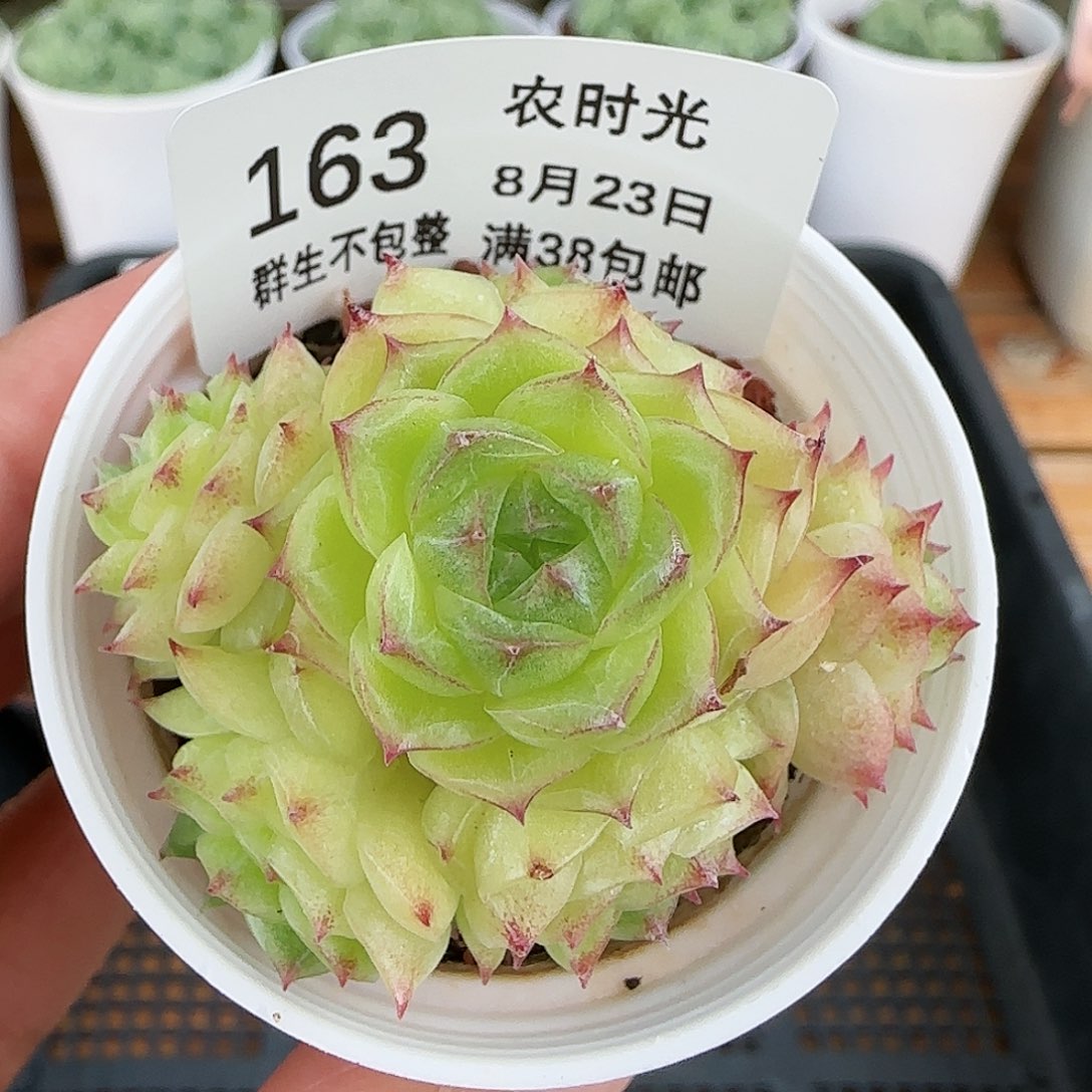 【闪购商品】0823-163边线麦杆
