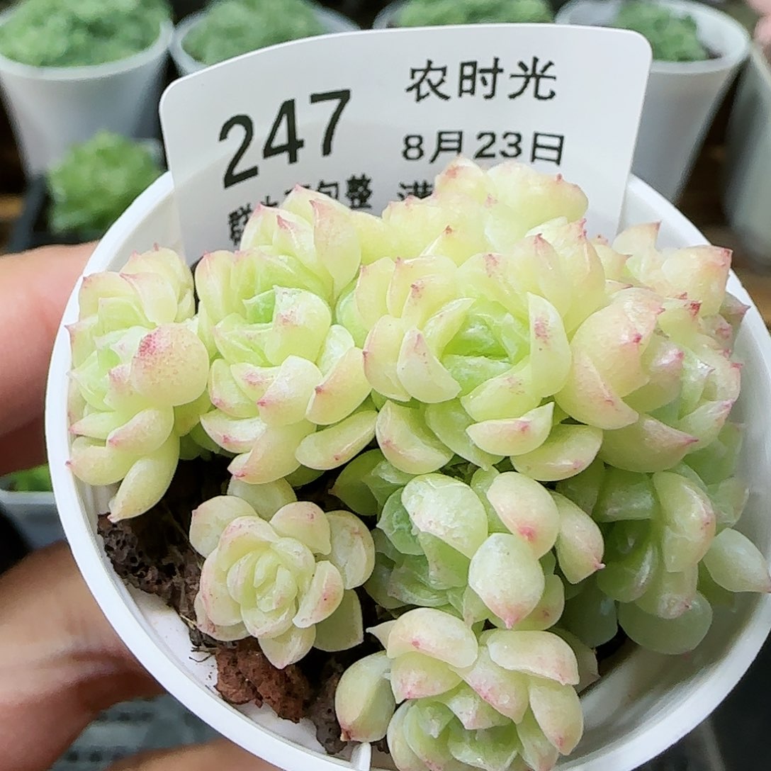 【闪购商品】0823-247麦杆