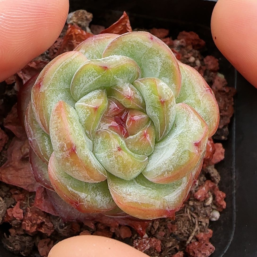 [闪购商品]0724-4星星珍妮