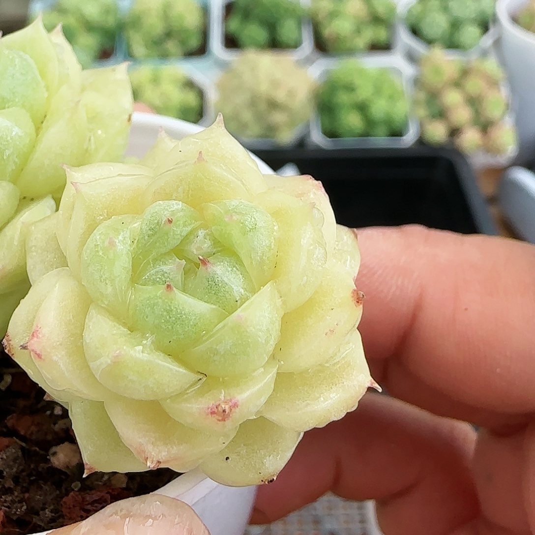 【闪购商品】0817-95包子麦杆