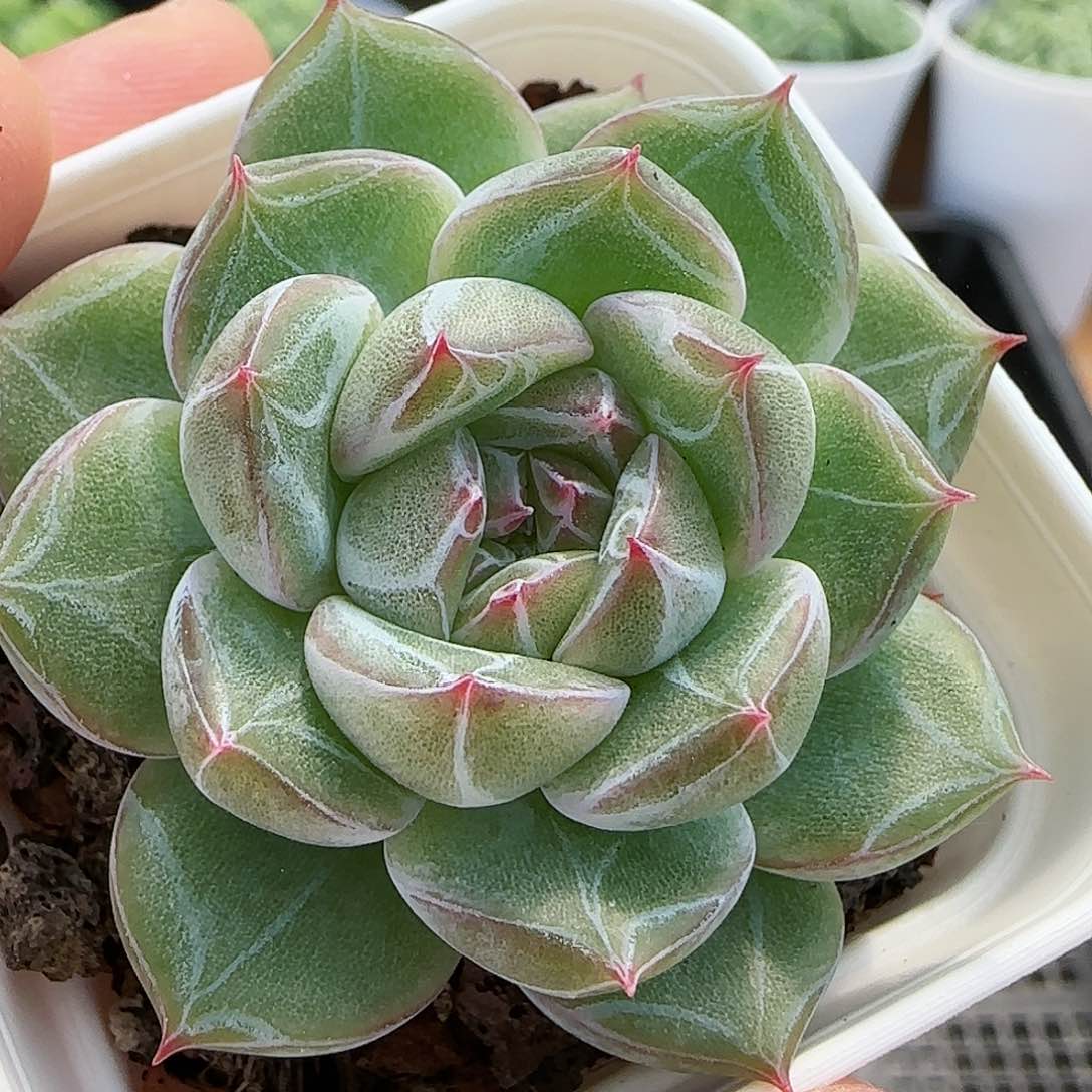 【闪购商品】0827-82雪花珍妮