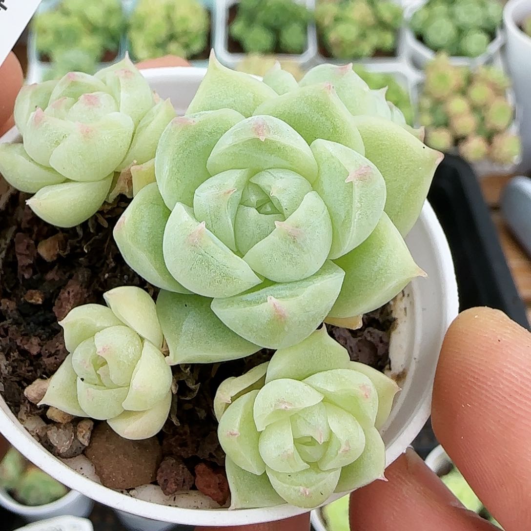 【闪购商品】0817-109