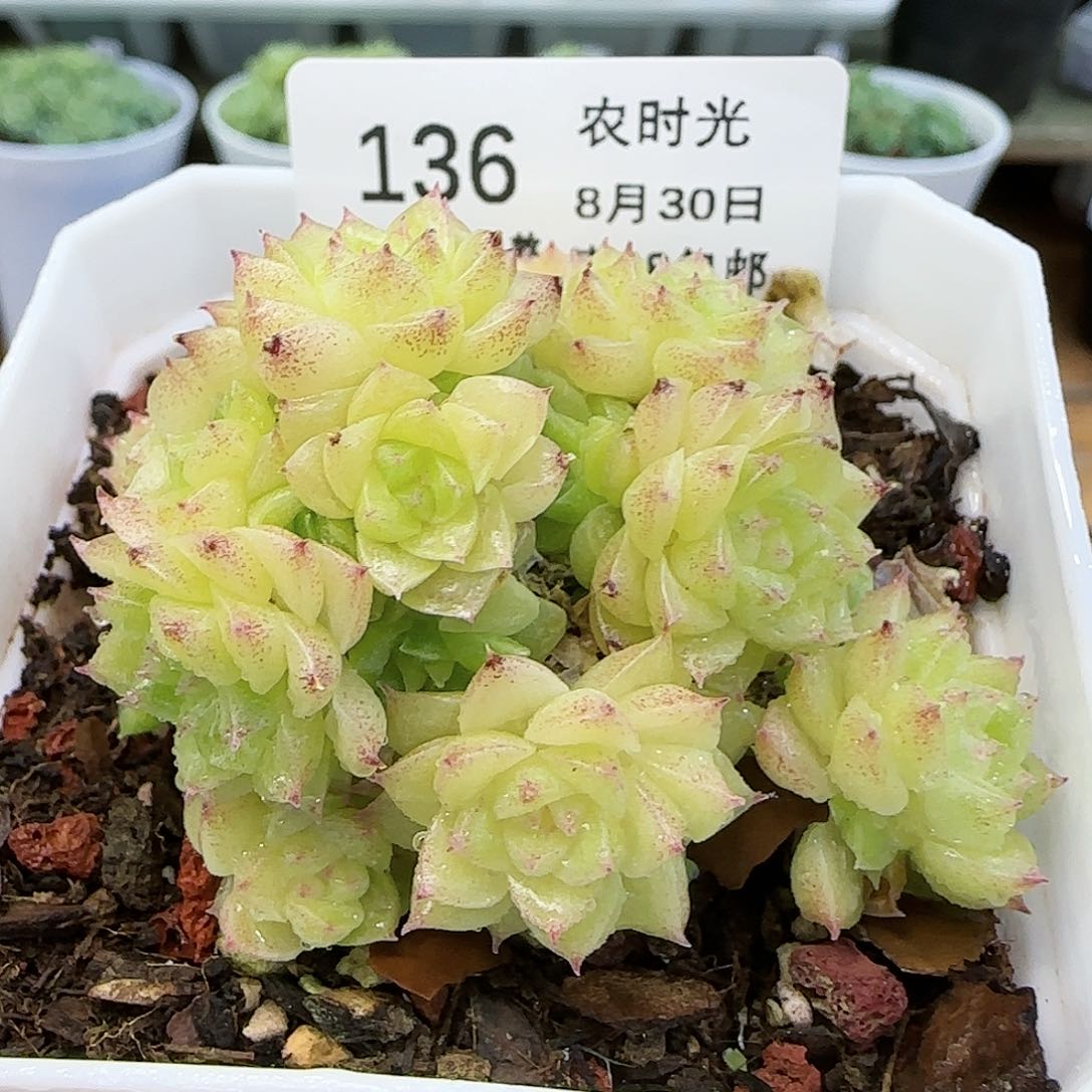 【闪购商品】0830-136珠光麦杆