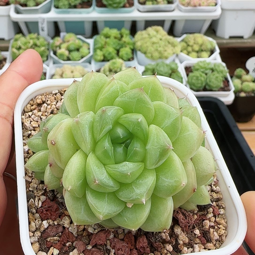 [闪购商品]0724-5包子麦秆