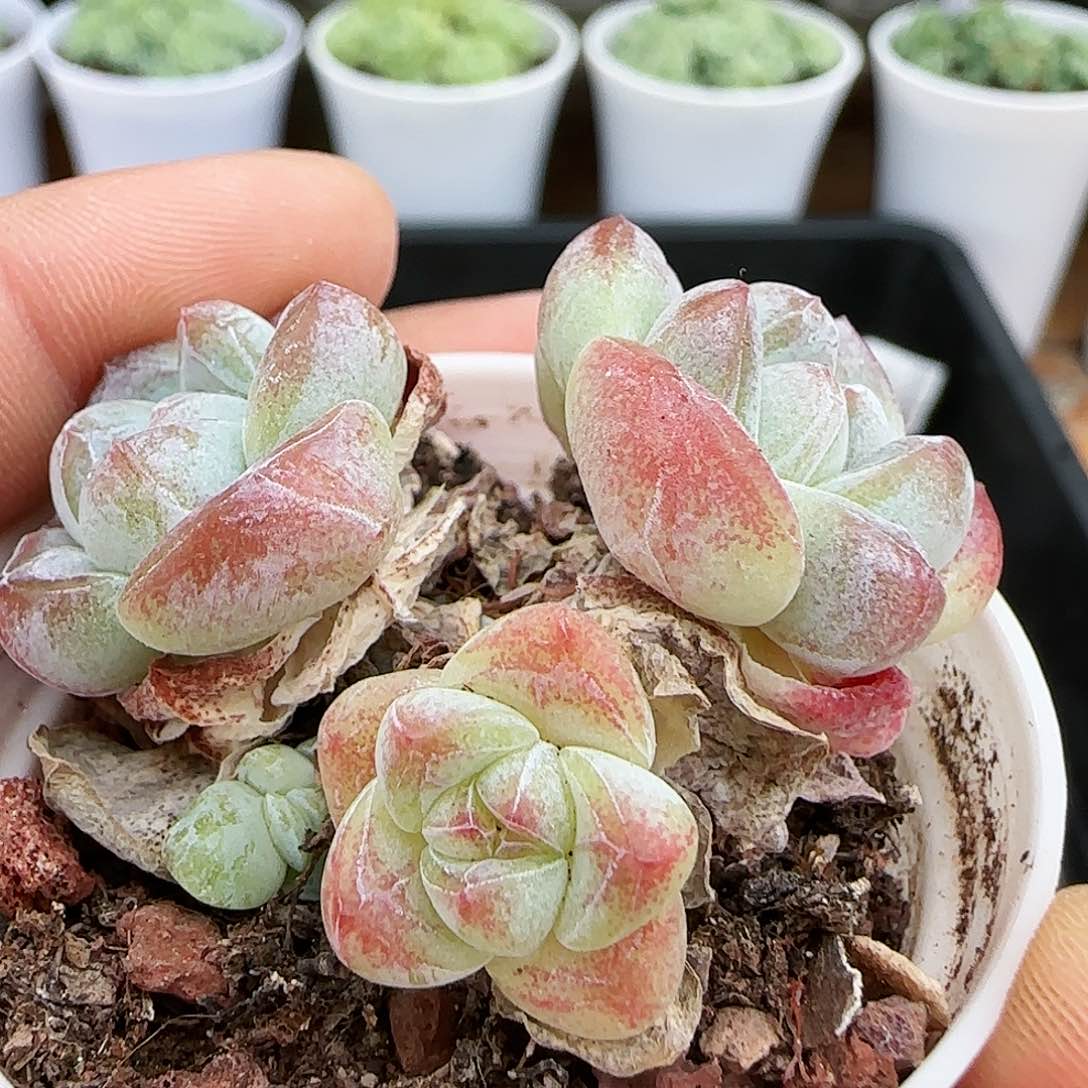 【闪购商品】0830-79糖心冰玉