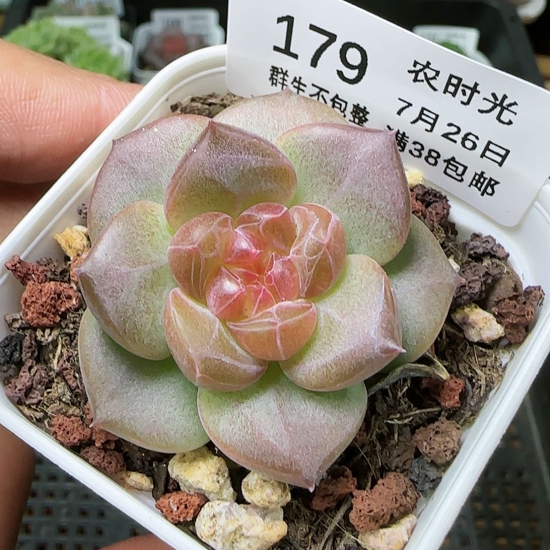 【闪购商品】0726-179天使珍妮