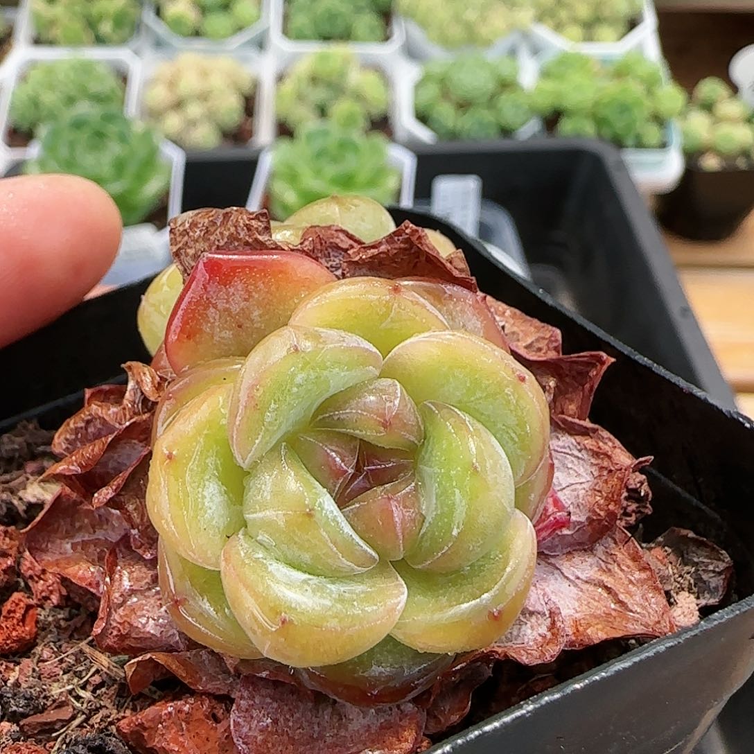 【闪购商品】0724-105星星珍妮