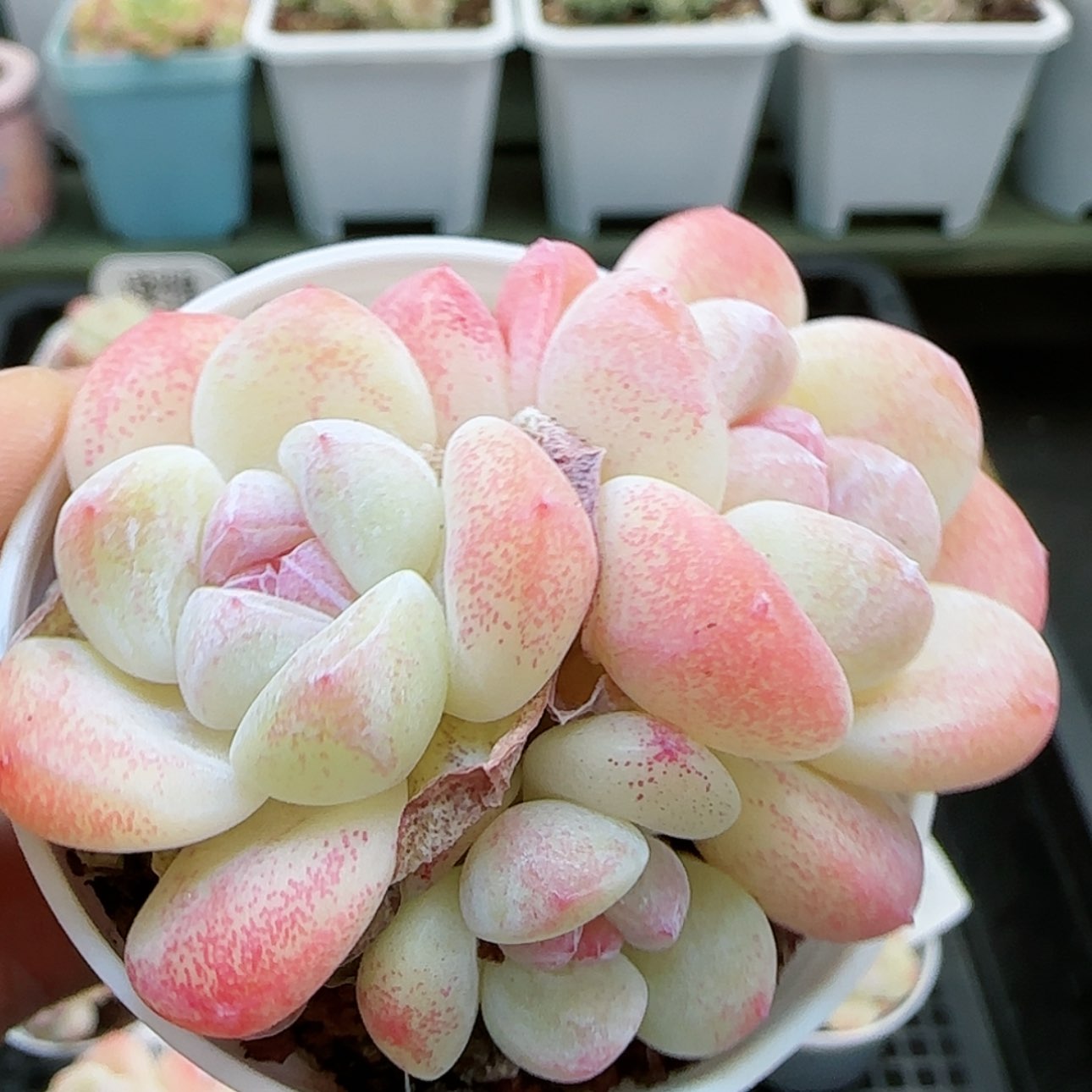 【闪购商品】红陶15cm以下0124-58