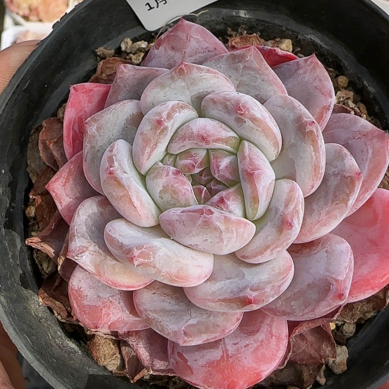 【闪购商品】0113-218橙梦露