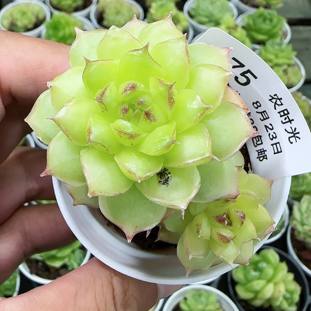 【闪购商品】0823-275女王