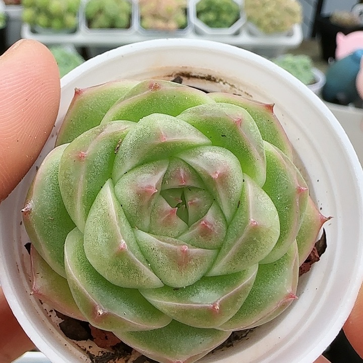 【闪购商品】0825-49包子麦杆
