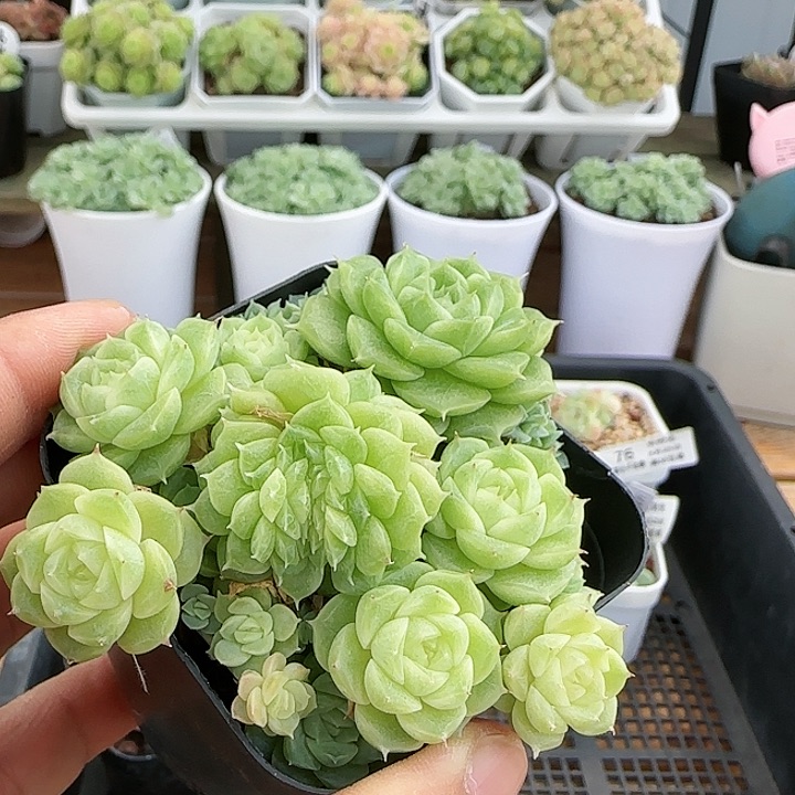 【闪购商品】0825-82优选麦杆