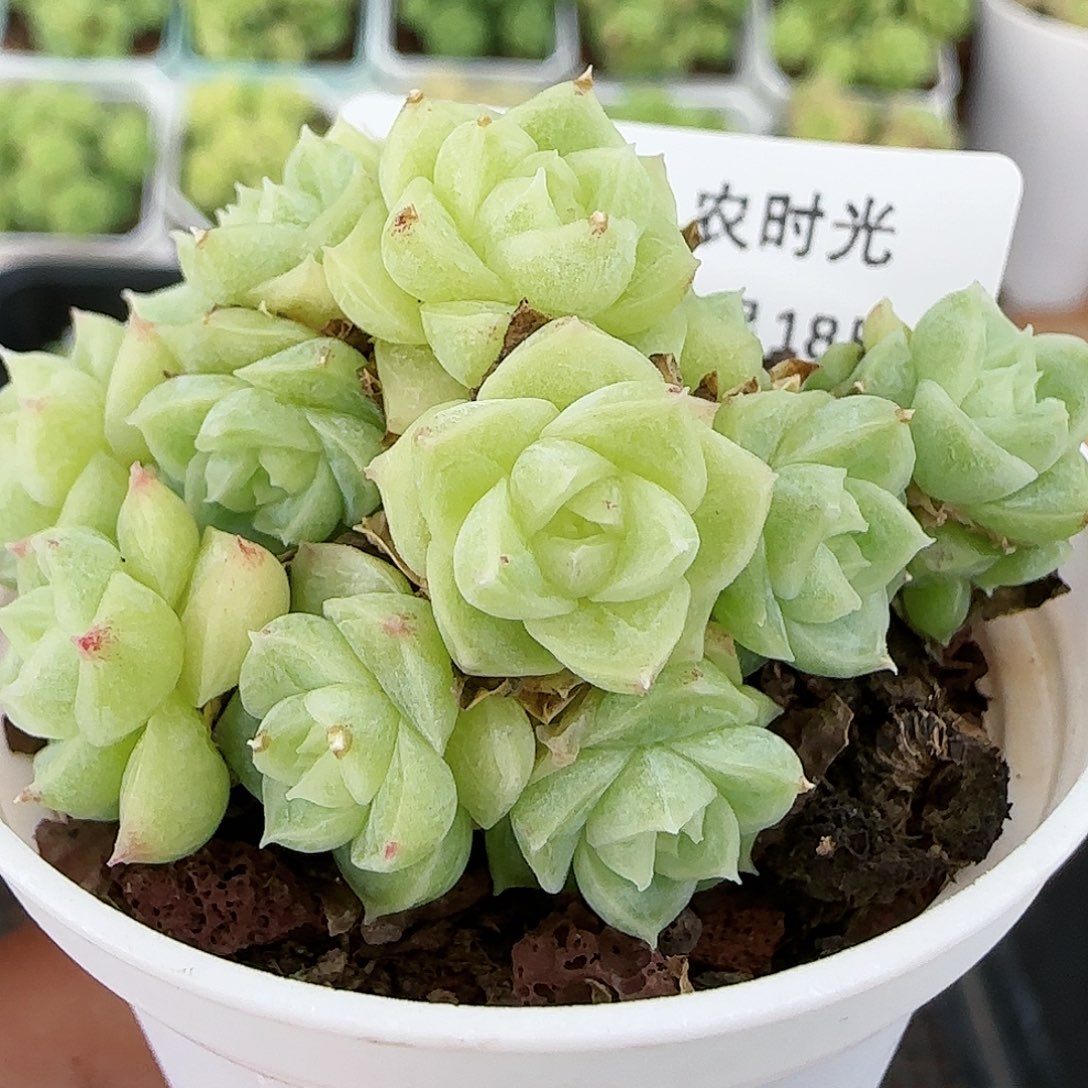【闪购商品】0818-324小脸麦杆