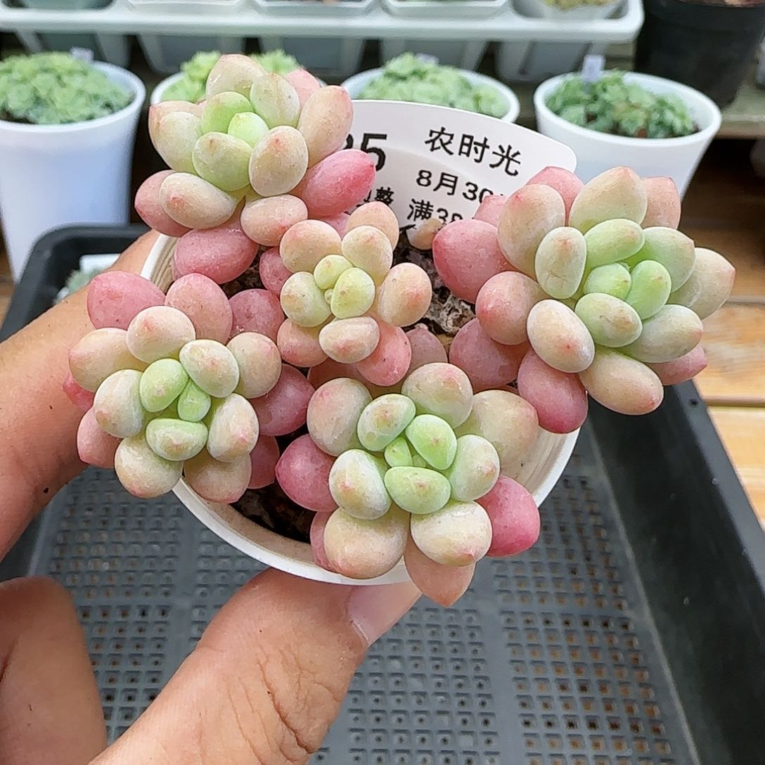 【闪购商品】0830-125洛可可