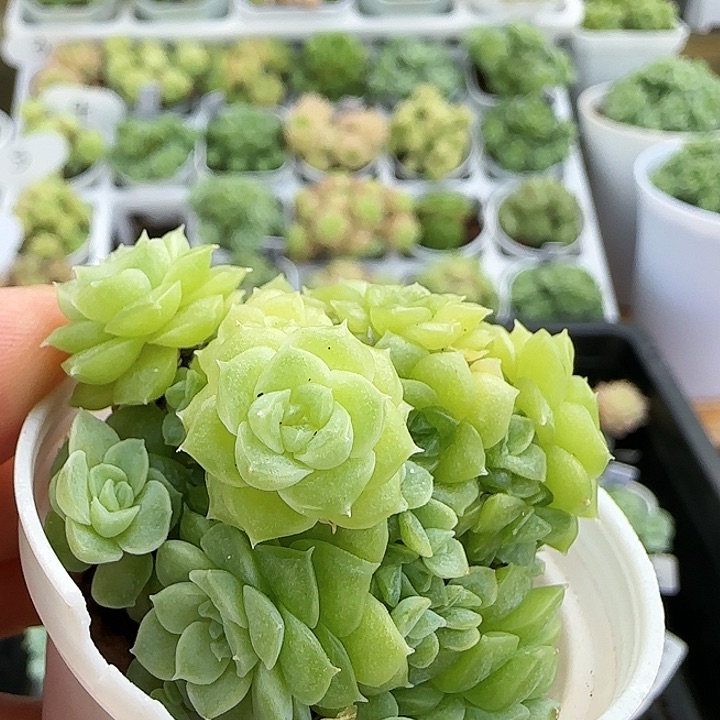 【闪购商品】0923-36花朵麦杆