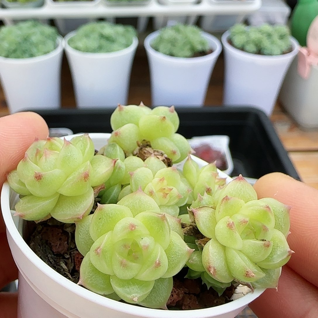 【闪购商品】0824-8油透麦杆