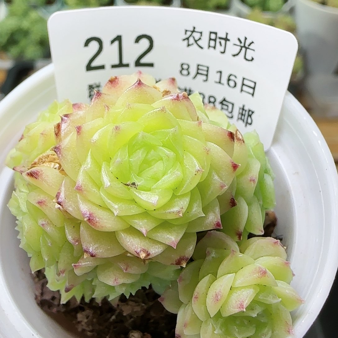 【闪购商品】0816-212珠光麦杆