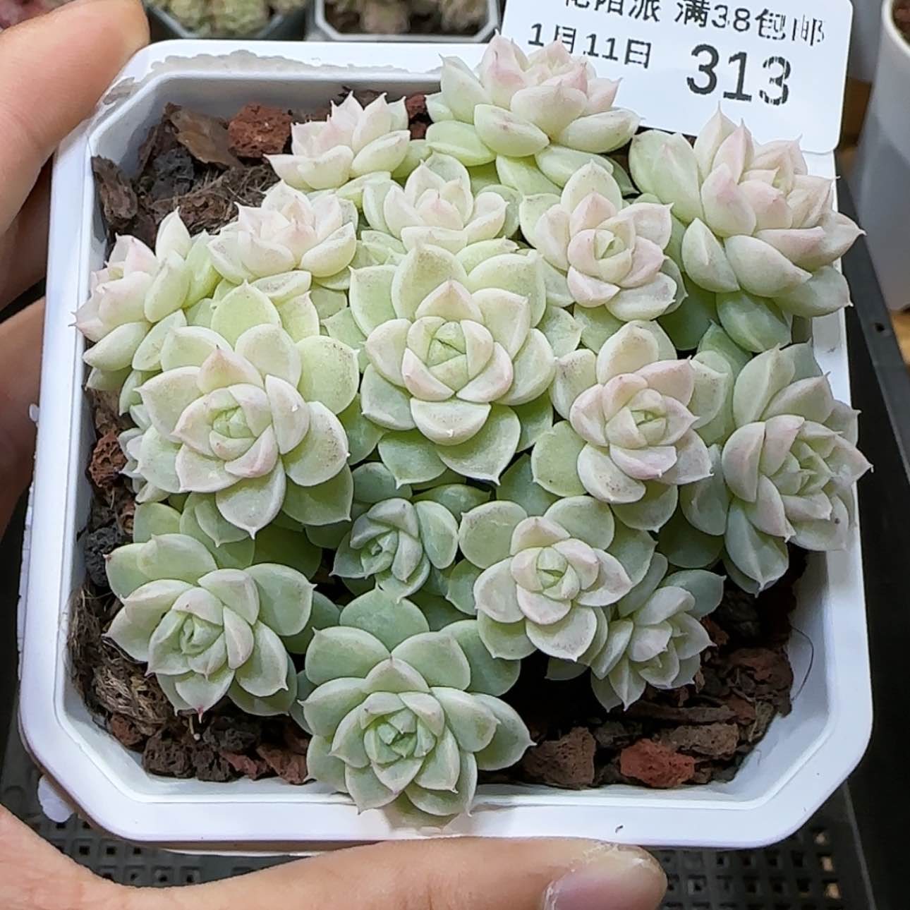 【闪购商品】0111-313优选麦杆专拍