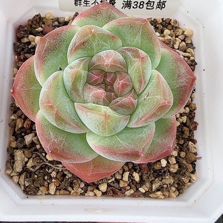 【闪购商品】0819-163糖心
