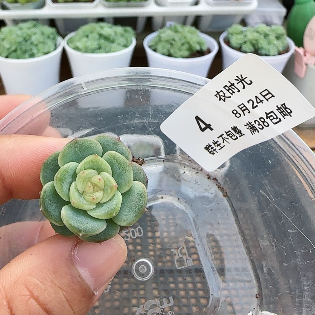 米*【闪购商品】0824-4甜心