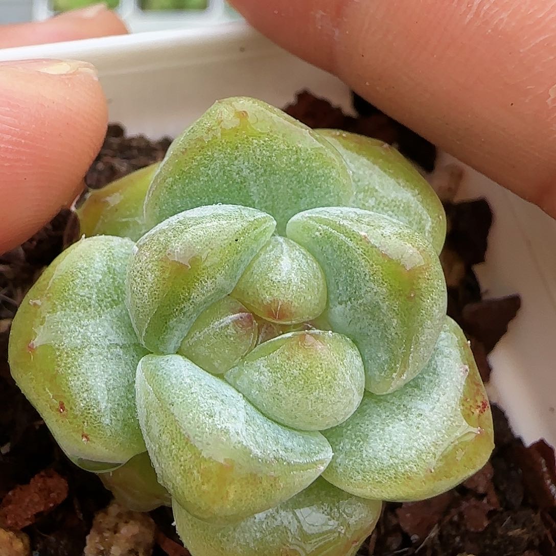 【闪购商品】0819-23糖心