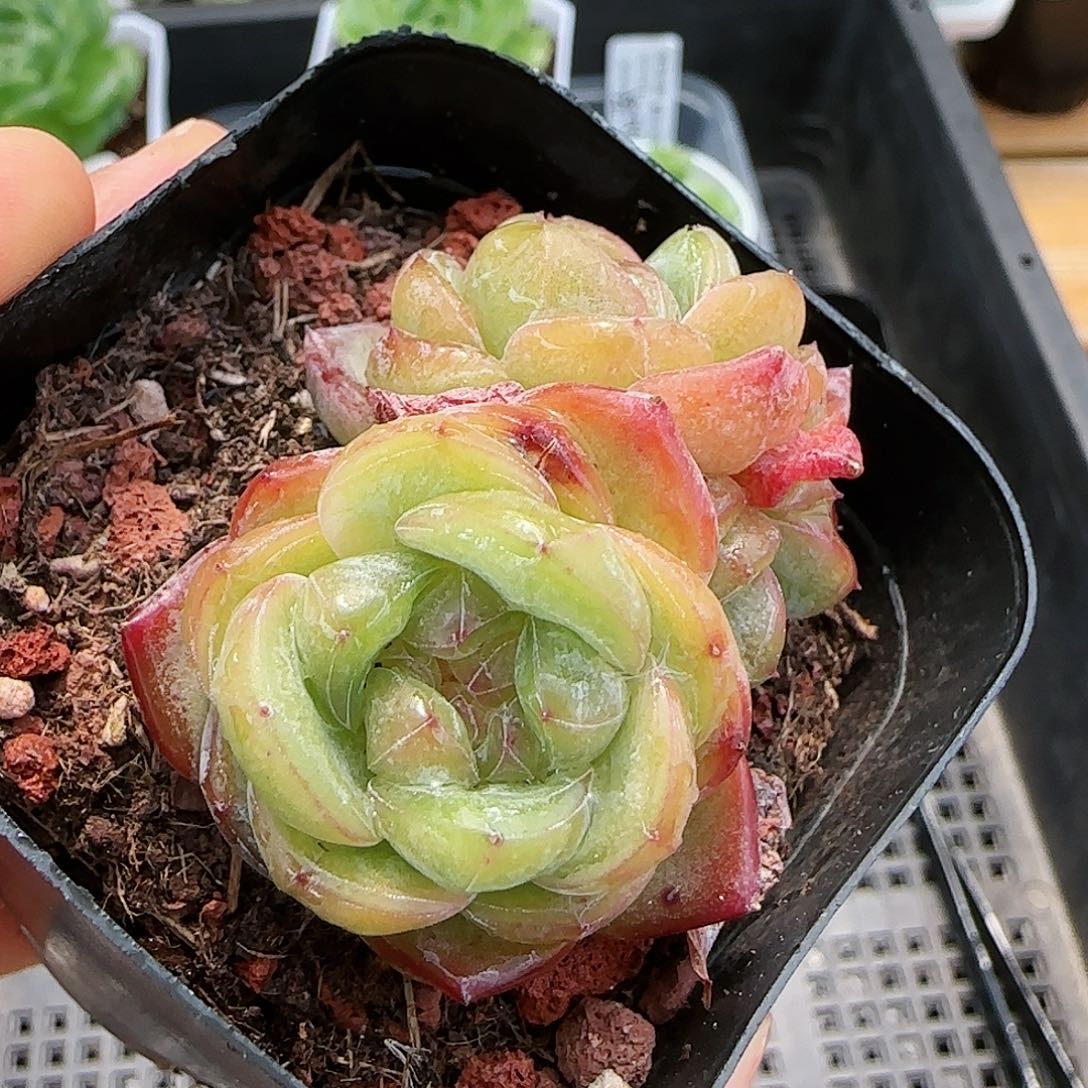 【闪购商品】0724-100星星珍妮