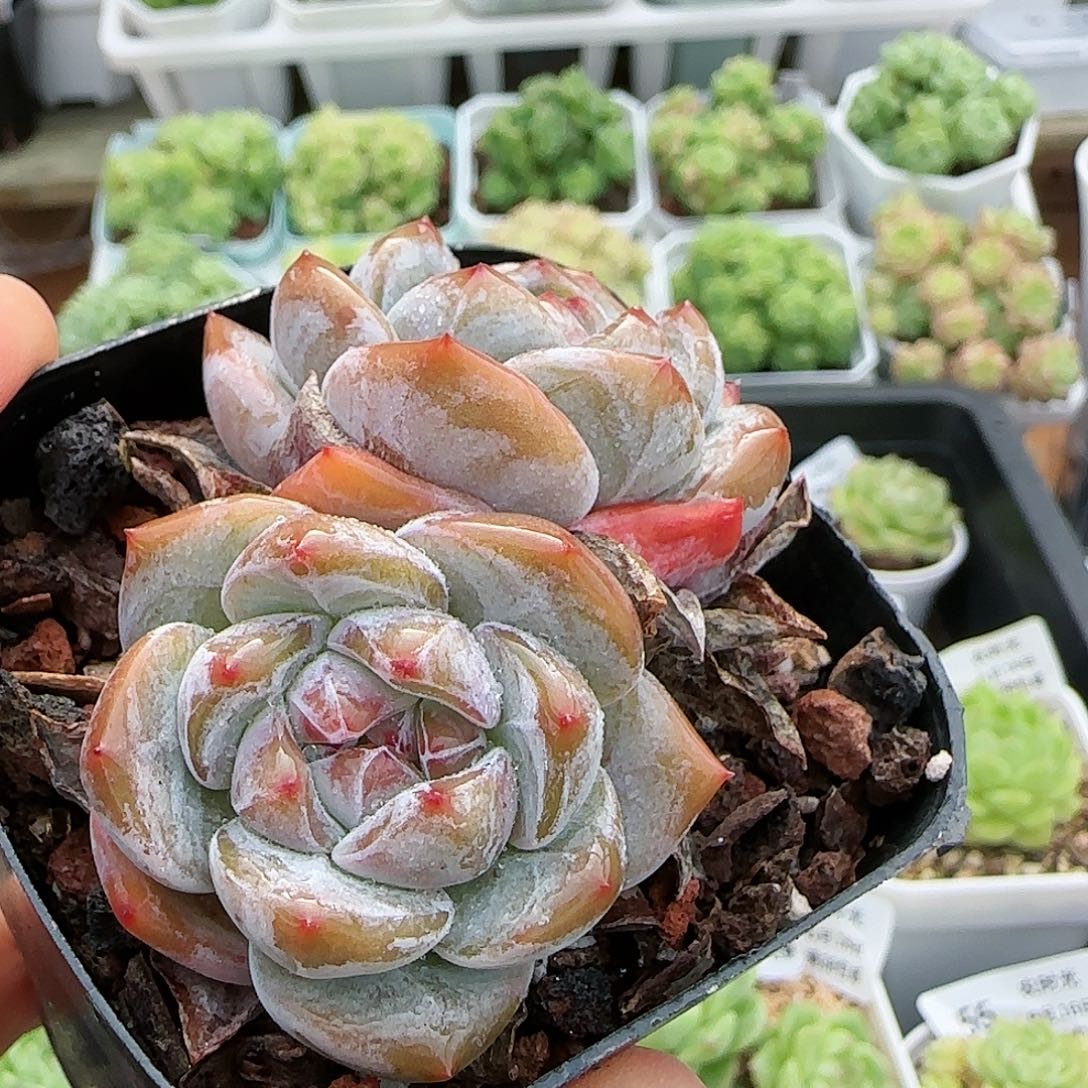 【闪购商品】0816-56星影