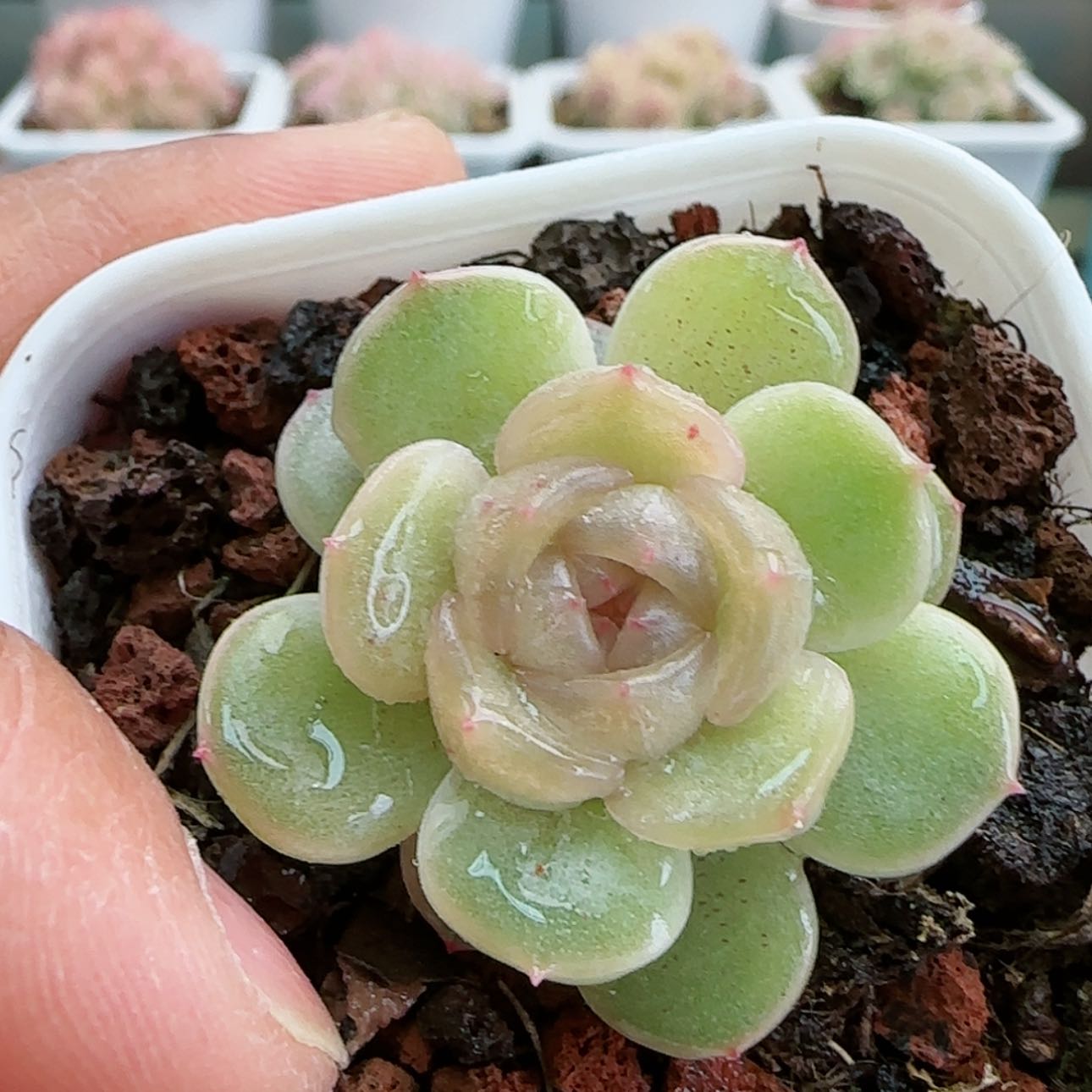 【闪购商品】红陶15cm以下0123-55白恋
