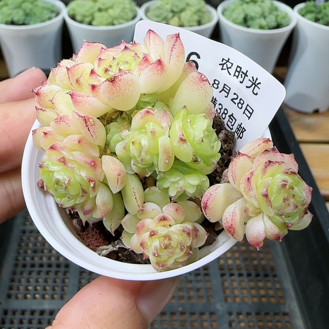 【闪购商品】0828-236麦杆