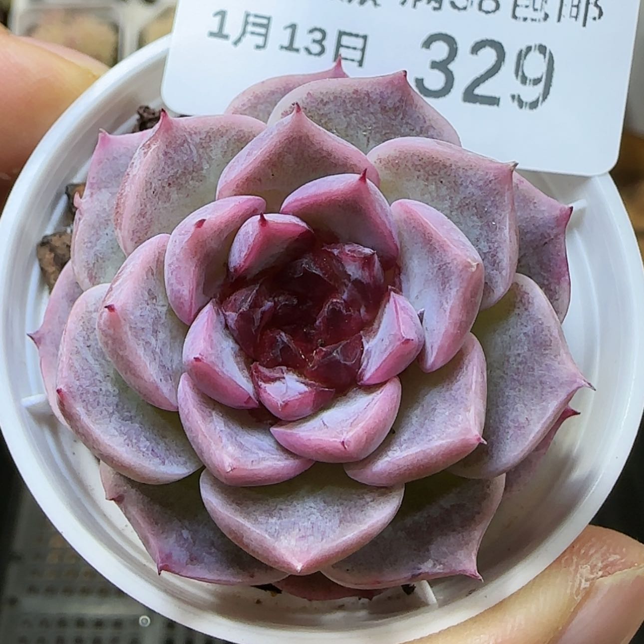 【闪购商品】0113-329糖心天鹅绒