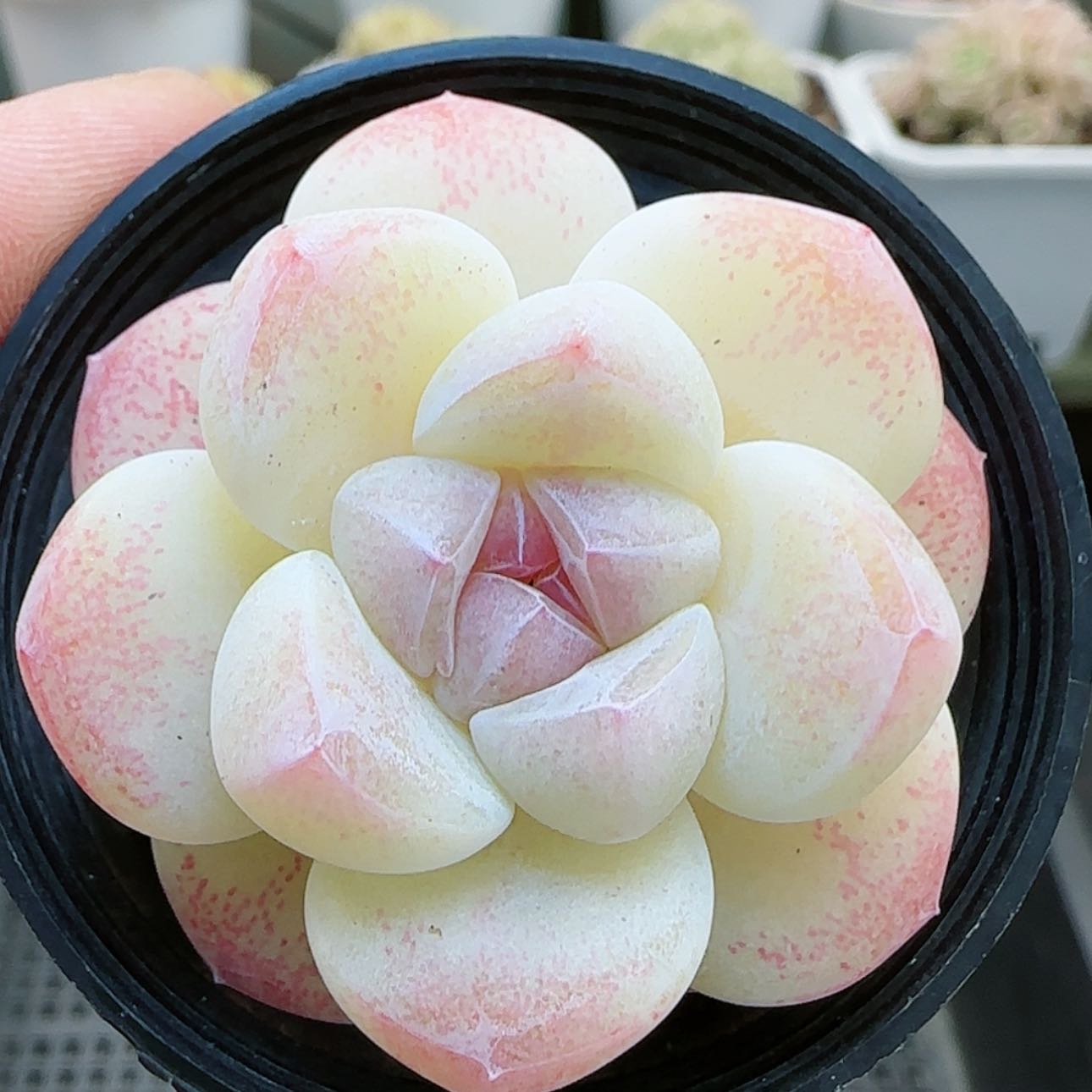 【闪购商品】0124-153