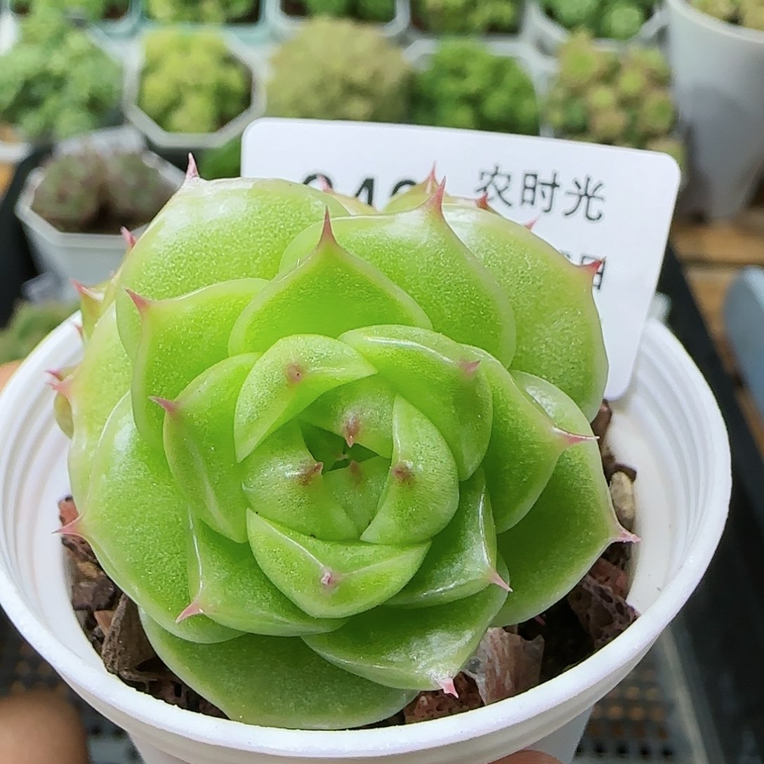 【闪购商品】0816-240麦杆