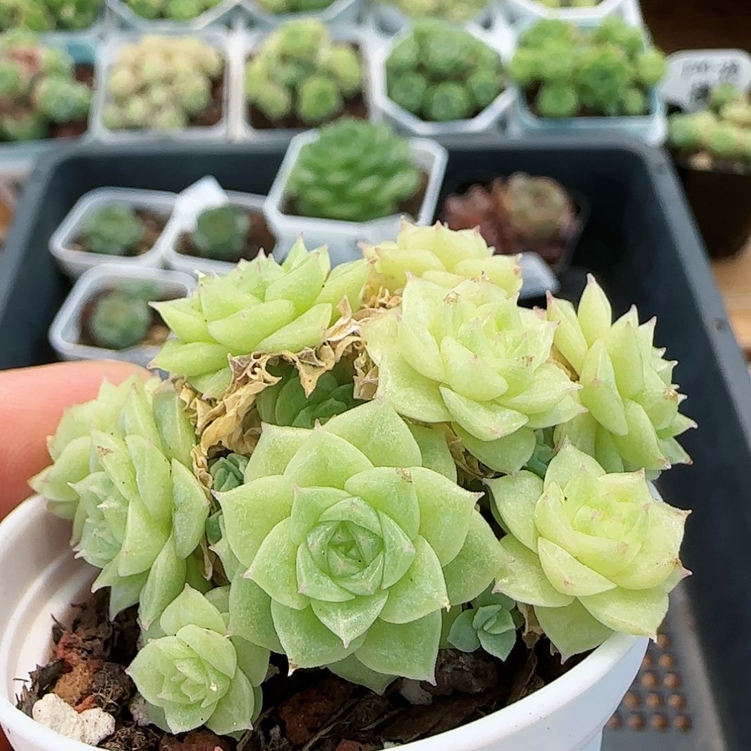 【闪购商品】0726-48星星麦杆