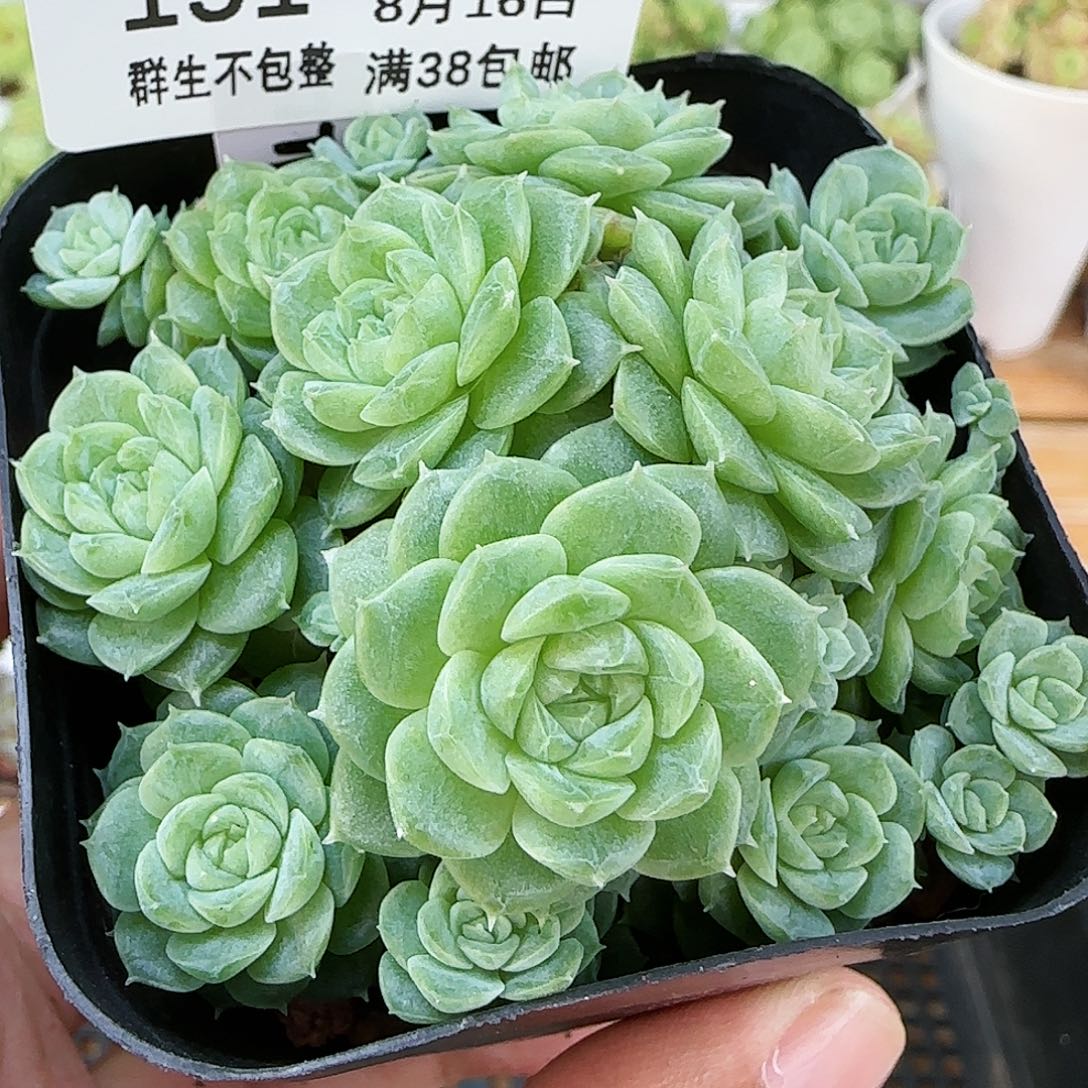 【闪购商品】0816-151（ttp-90）