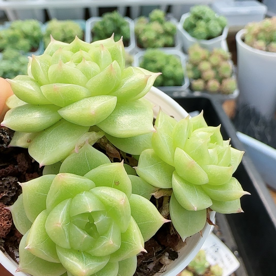 【闪购商品】0816-74玉透麦杆