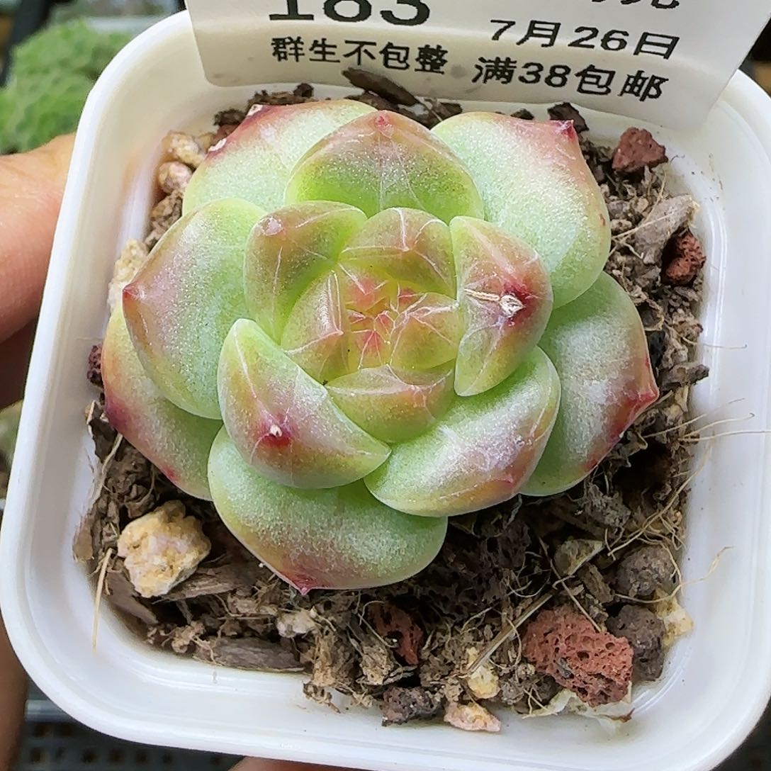 【闪购商品】0726-183秘境冰魄