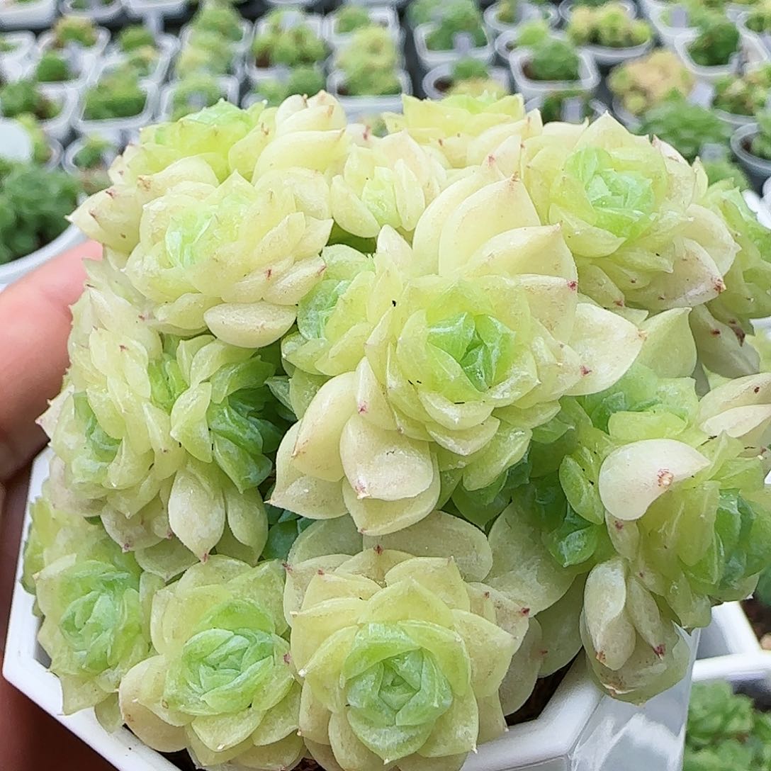 【闪购商品】0730-11花朵优选麦杆