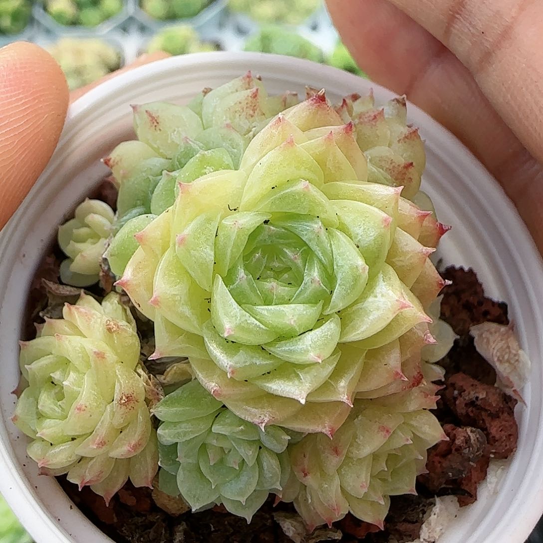 【闪购商品】0726-31珠光麦杆