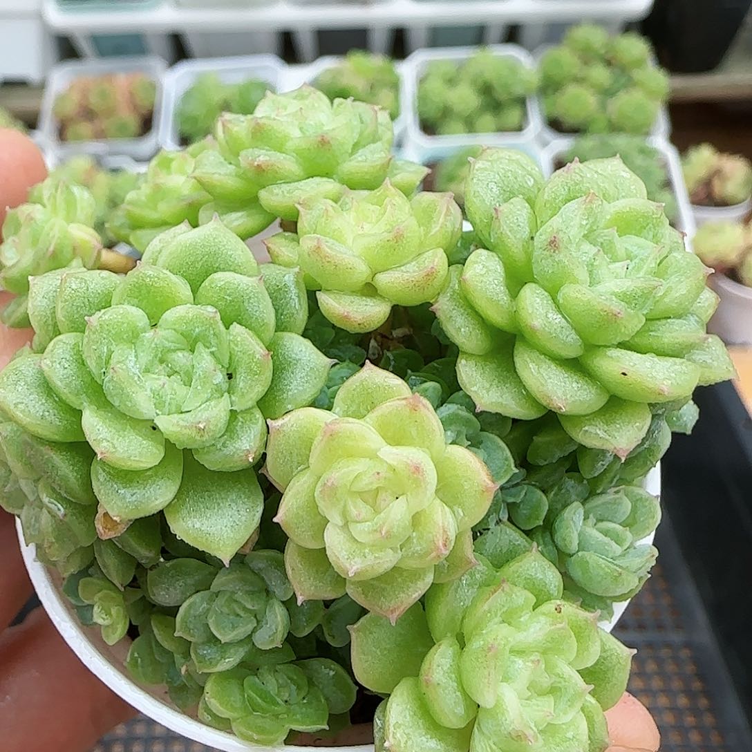 [闪购商品]0731-30花朵麦杆