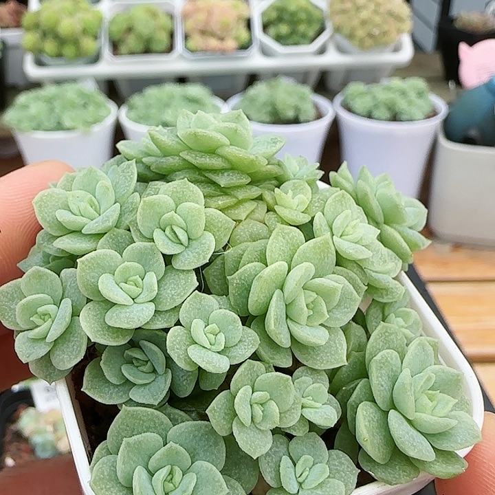 【闪购商品】0825-69花朵优选麦杆