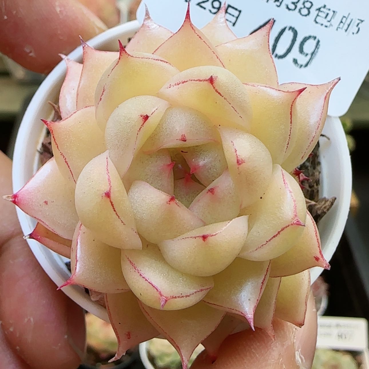 【闪购商品】红陶15cm以下0129-409边线优选麦杆