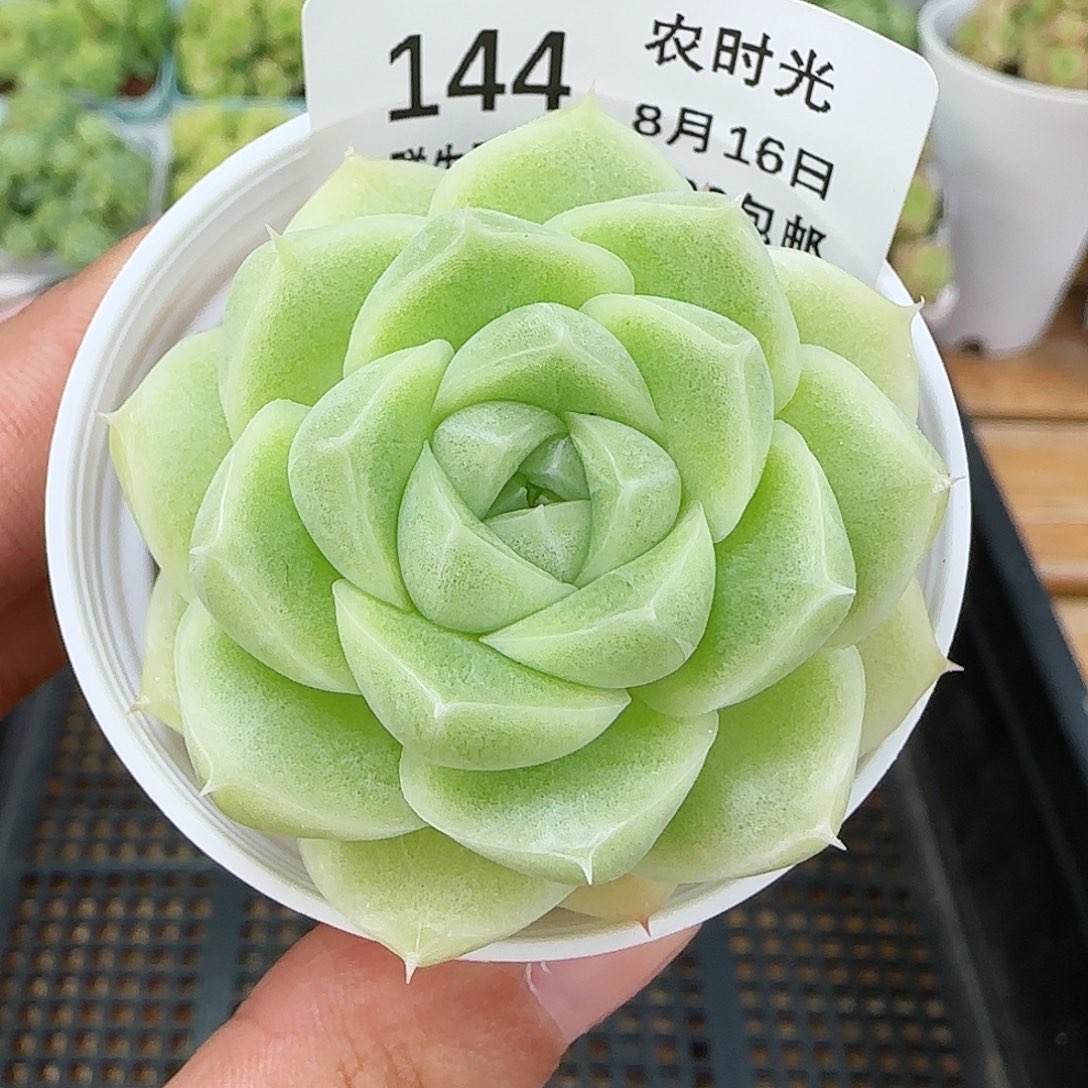 【闪购商品】0816-144包子麦杆