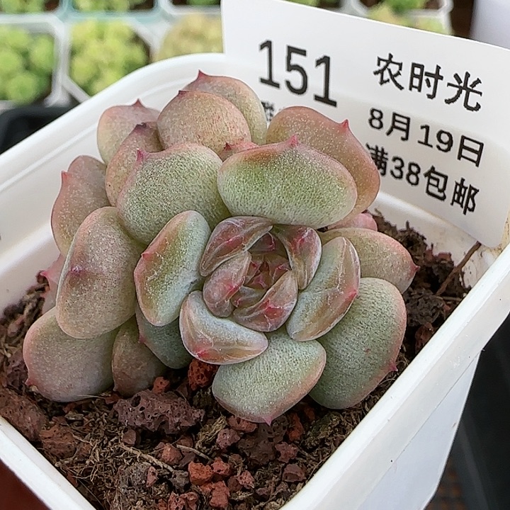 【闪购商品】0819-151红恋