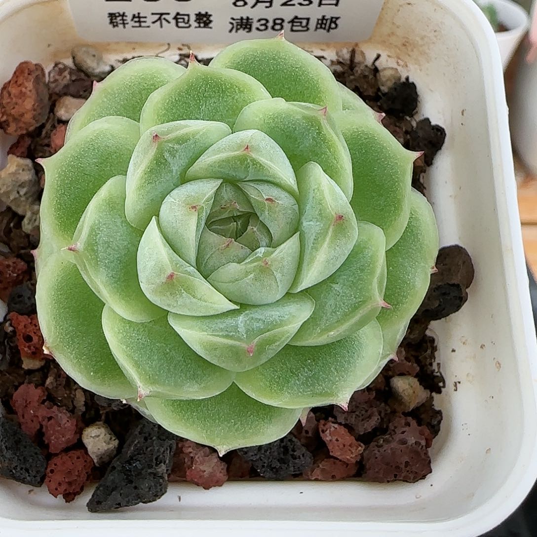 【闪购商品】0823-169花朵麦杆